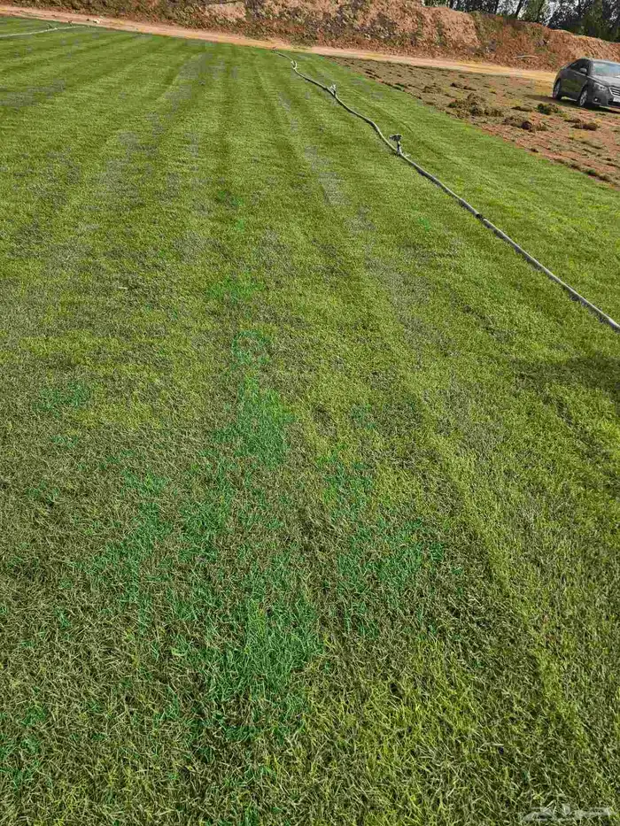 ثيل طبيعي نجيله طبيعي عشب طبيعي 0