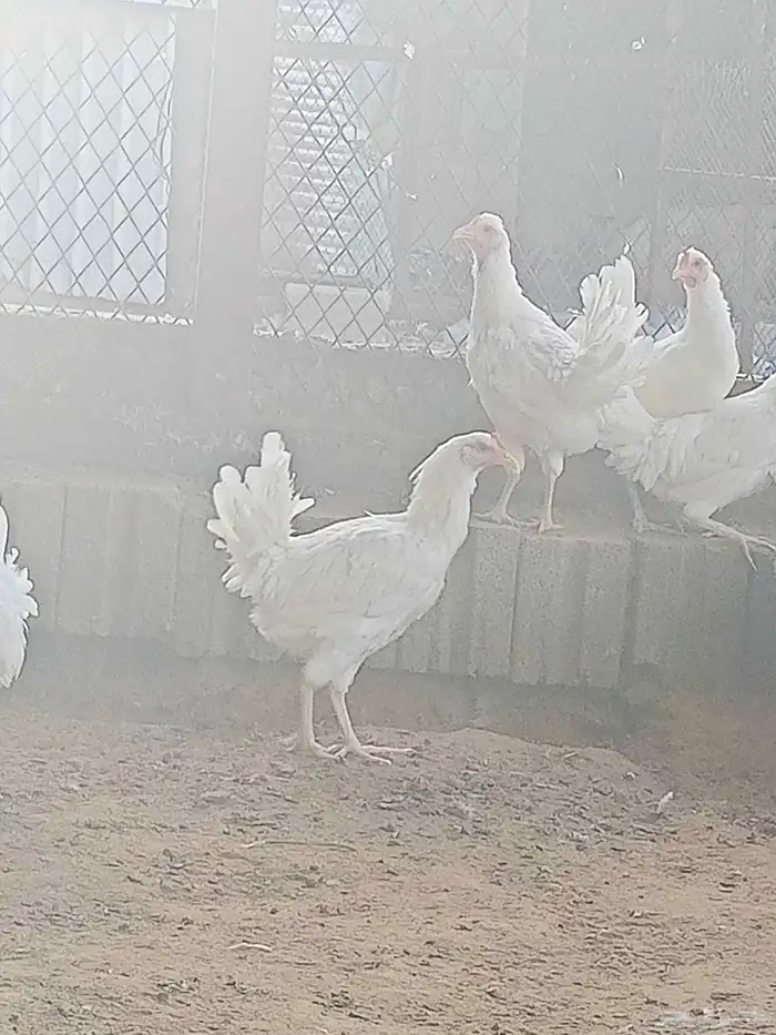 دجاج 0