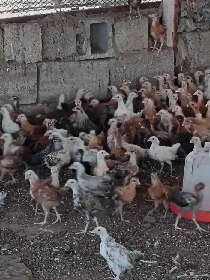 دجاج بلدي للبيع 1
