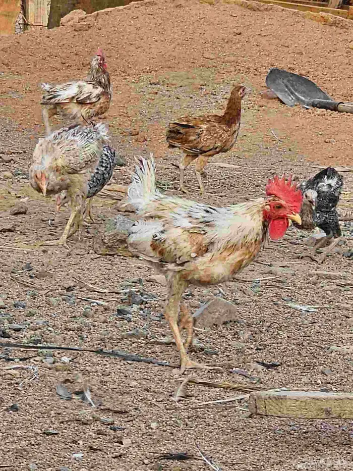 ديوك بلدي 4