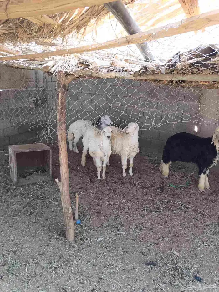 طليان 0