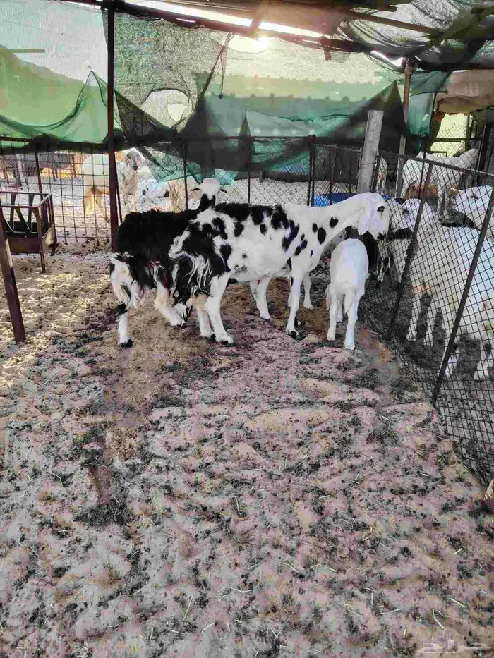 عدد 2 شاه نجد وحده رغوث معها 2 وحده مبيوعه بهمها 1