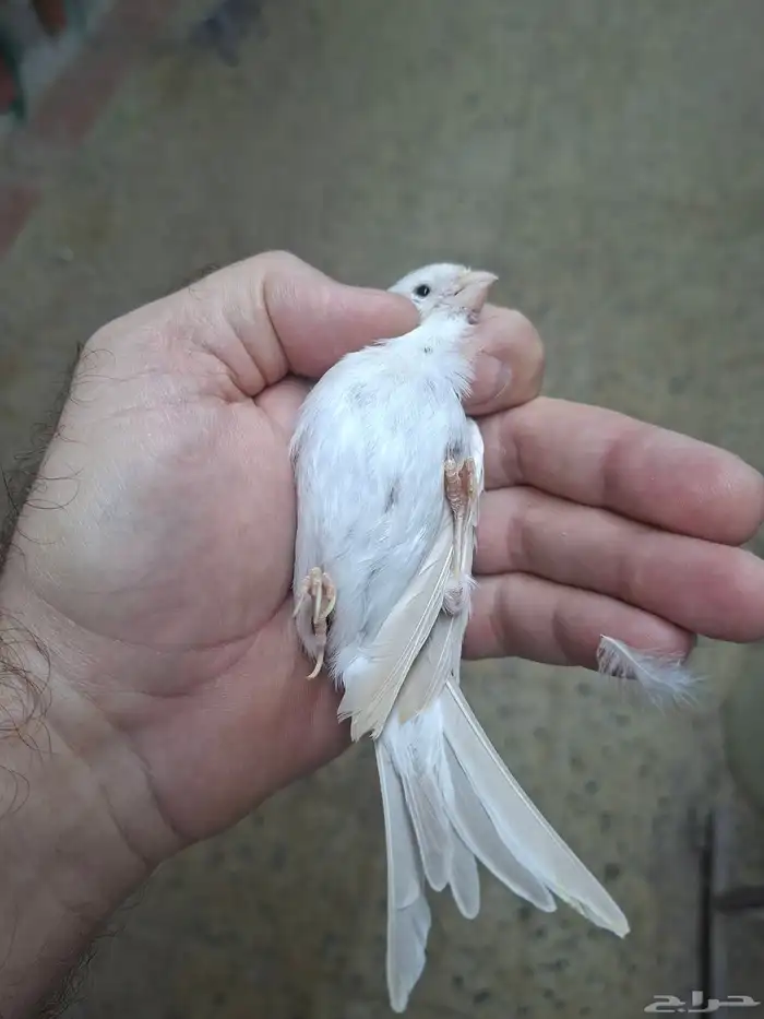 انثى كناري اوبال ( تم البيع ) 3