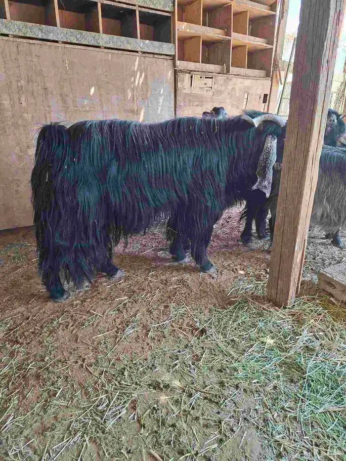 ماعز عوارض 1