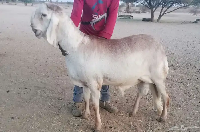 فحل سواكني درماني صنف 0