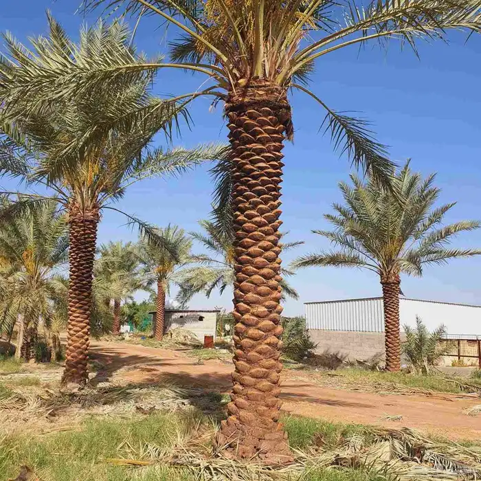 توريد وزراعه نخل واشنطني زينه ونخل عربي 1