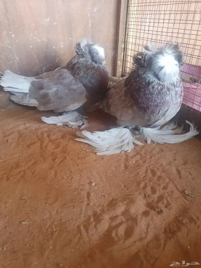 للبيع جوزحمام بخارى 1