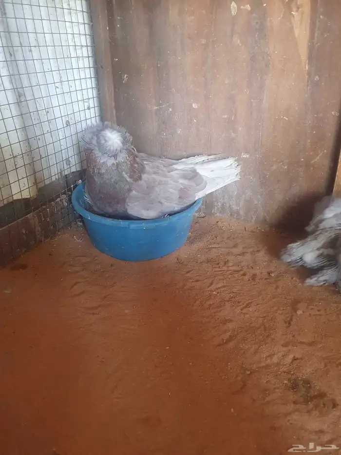 للبيع جوزحمام بخارى 4