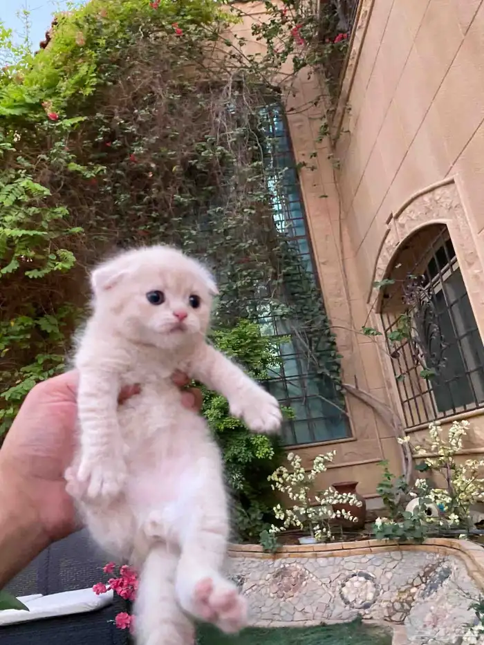 سكوتش فولد مطعمين الوان مميزة للبيع ولايوجد تبني 1