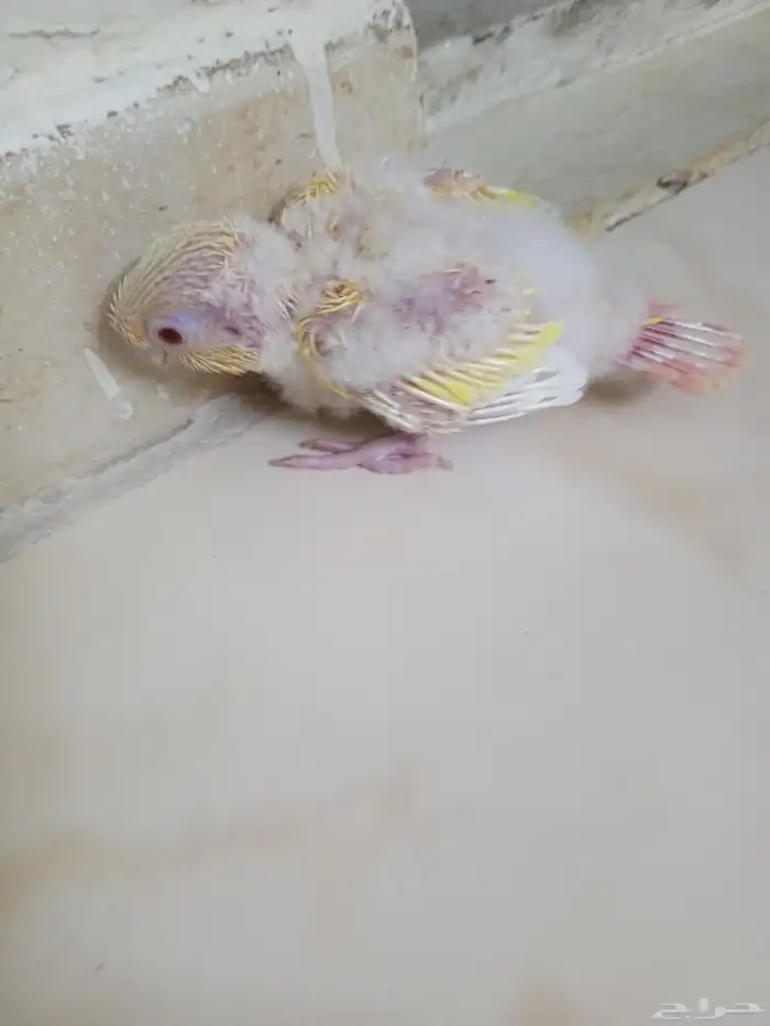 للبيع فرخ كنيور مون شيك دبل فاكتور عيون حمر (تم اللبيع ) 0