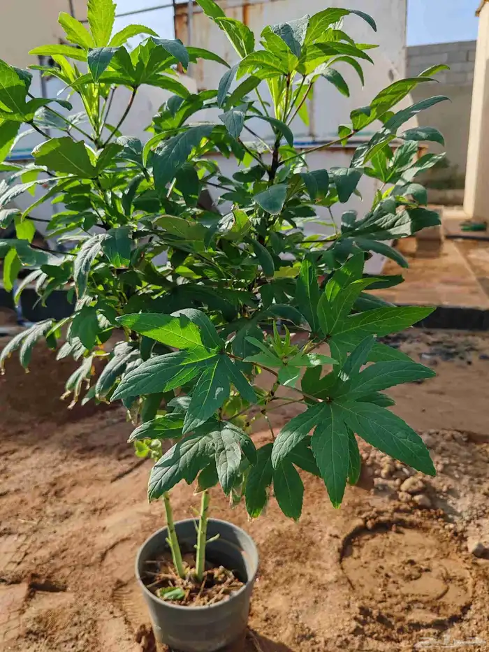 مشتل الجموم با الجملة للزراعة 8