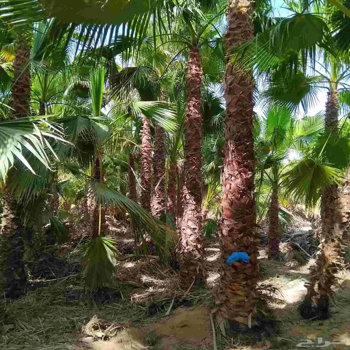 يوجد لدينا نخيل عربي وشنطونيا زينه امركي 4