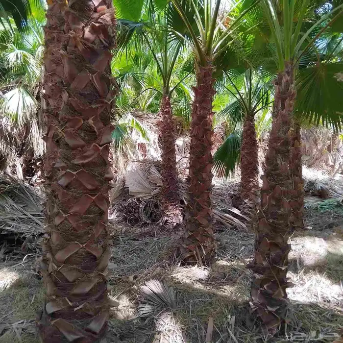 يوجد لدينا نخيل عربي وشنطونيا زينه امركي 5