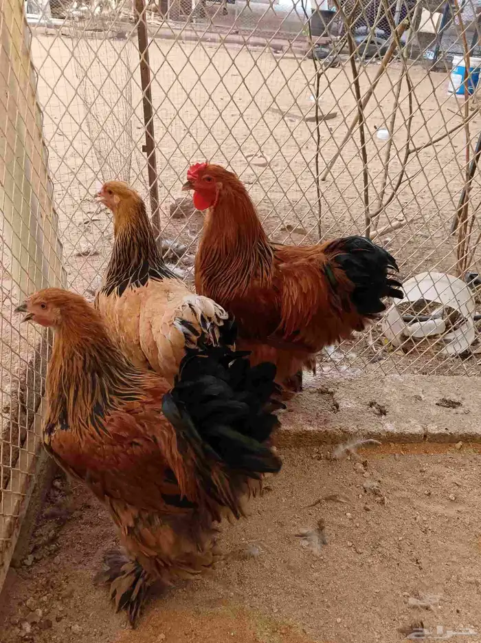 دجاج براهما بوف 0
