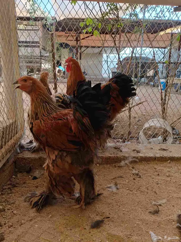 دجاج براهما بوف 2