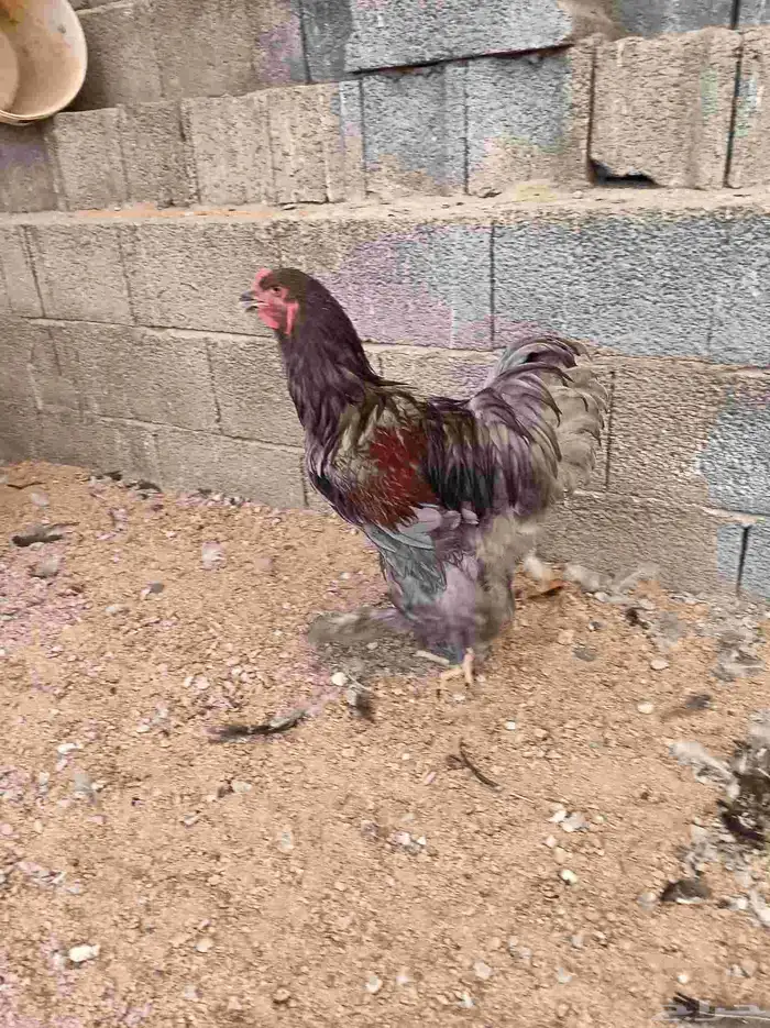 دجاج براهما اسود 2