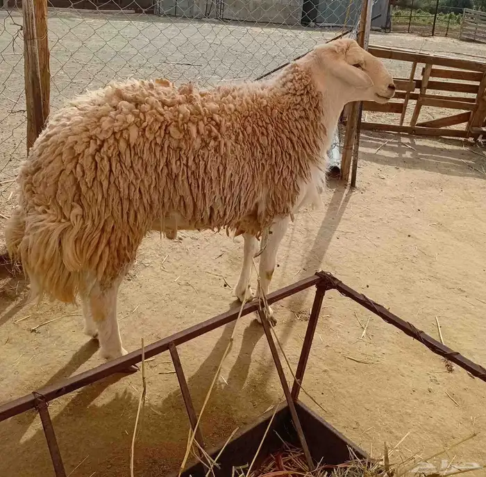 فحل حري صنف 0