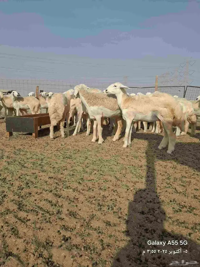 رخال فرش الفحل للبيع معها طليان اثنين مشاريع فحول 1
