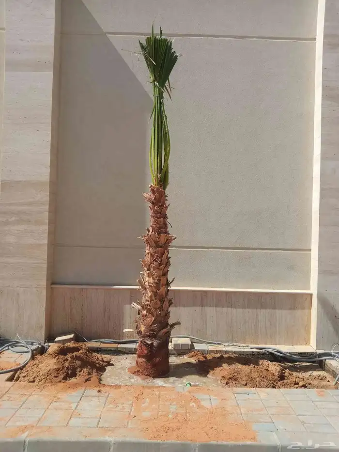 نخل واشنطن ابو مروحه نخل واشنطني زينه جميع الاطوال نحيف وسط 5
