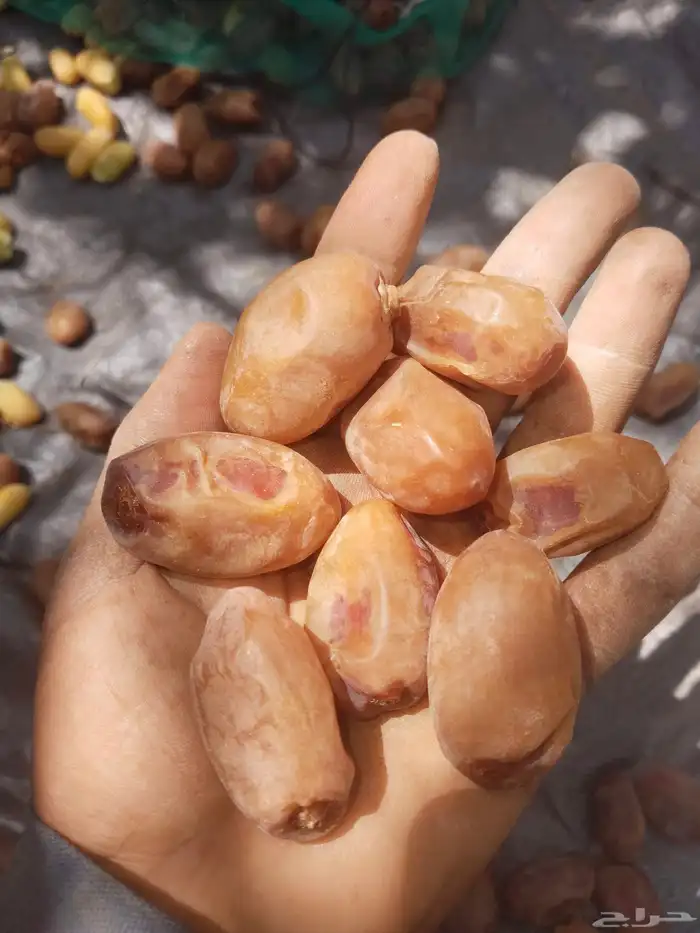 خضري للبيع كميه كبيره وخلاص 3