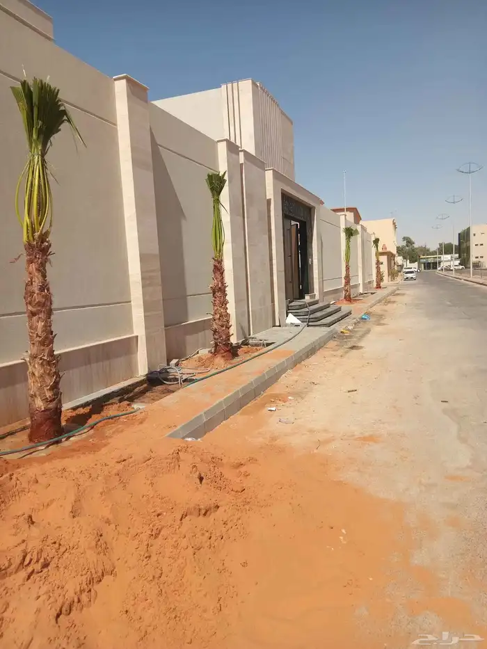 نخل واشنطن ابو مروحه نخل واشنطني زينه جميع الاطوال نحيف وسط 0