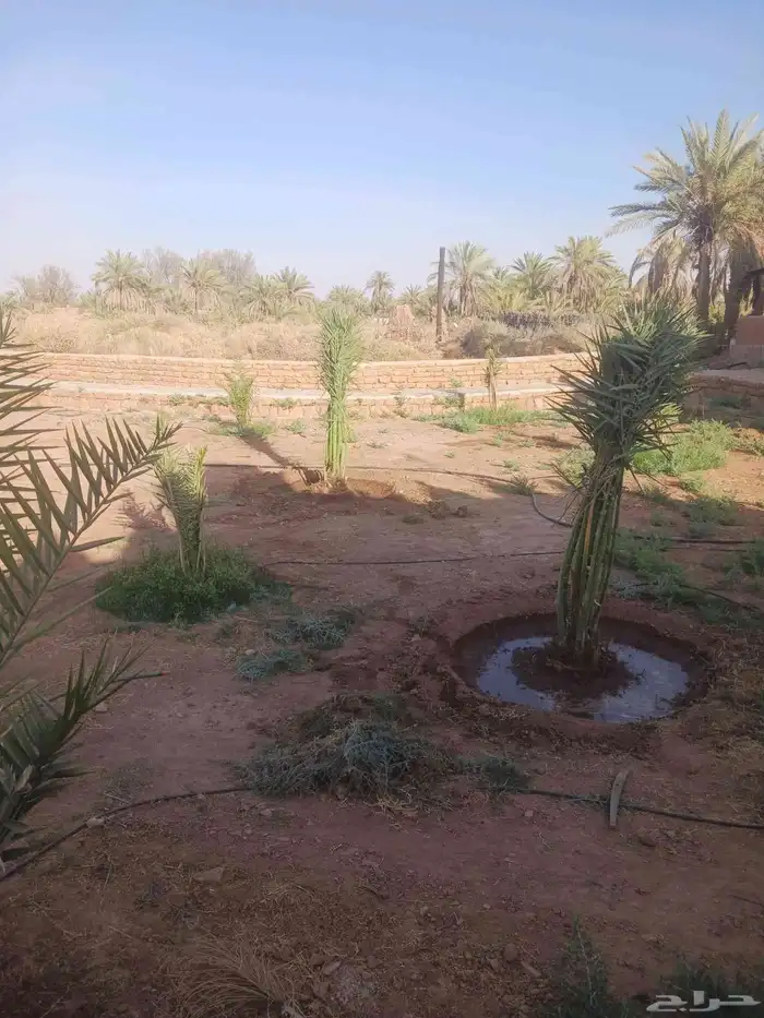 يوجد لدينا جميع انواع النخيل المثمرة وزينه 3