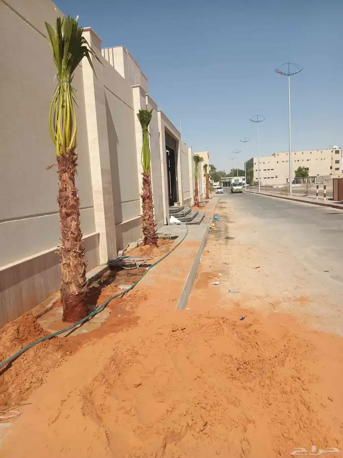 نخل واشنطن ابو مروحه نخل واشنطني زينه جميع الاطوال نحيف وسط 1