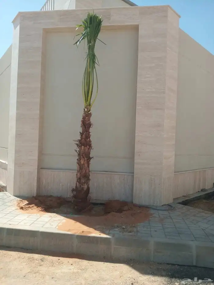 نخل واشنطن ابو مروحه نخل واشنطني زينه جميع الاطوال نحيف وسط 3