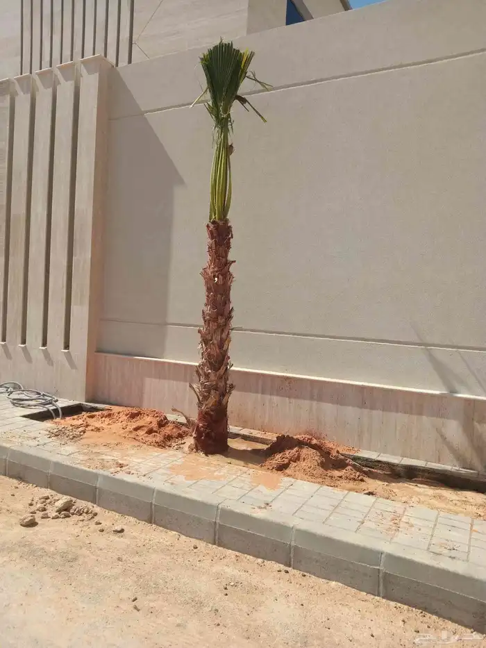 نخل واشنطن ابو مروحه نخل واشنطني زينه جميع الاطوال نحيف وسط 4