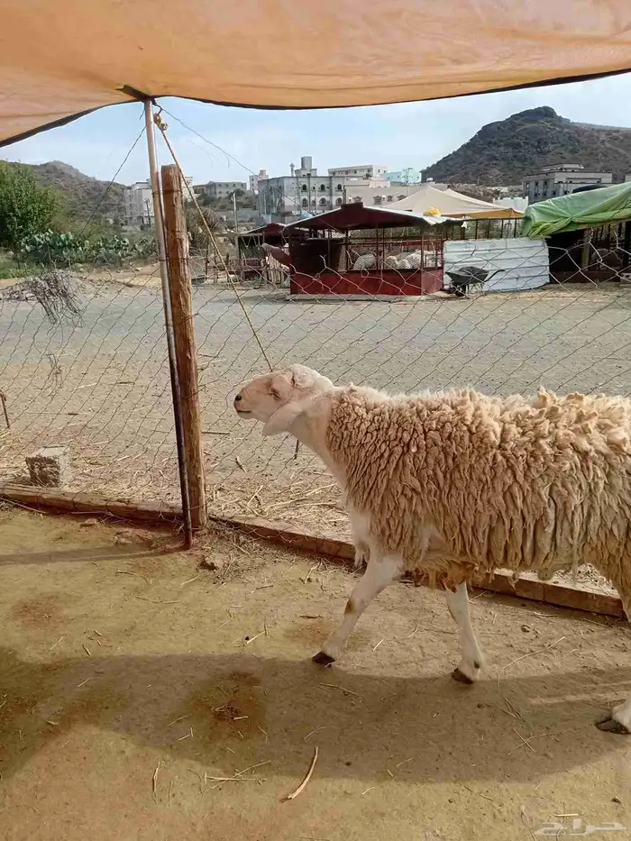 فحل حري صنف 2