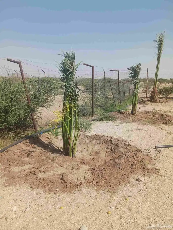 يوجد لدينا جميع انواع النخيل المثمرة وزينه 7