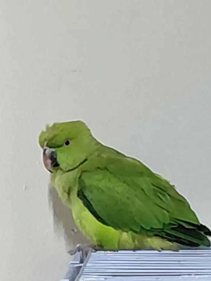 ببغاء دره 3