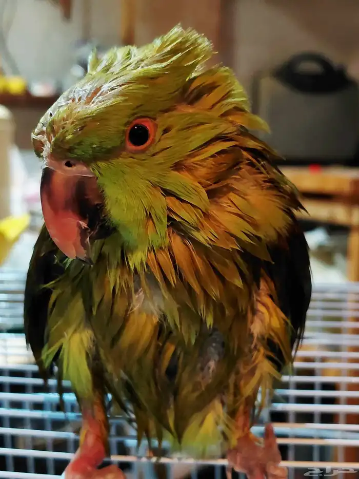 ببغاء دره 4