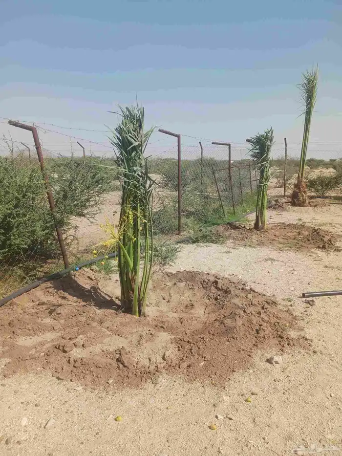 يوجد لدينا جميع انواع النخيل المثمرة وزينه 8