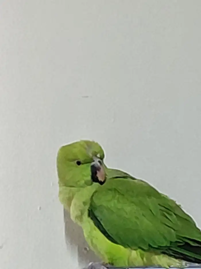 ببغاء دره 2