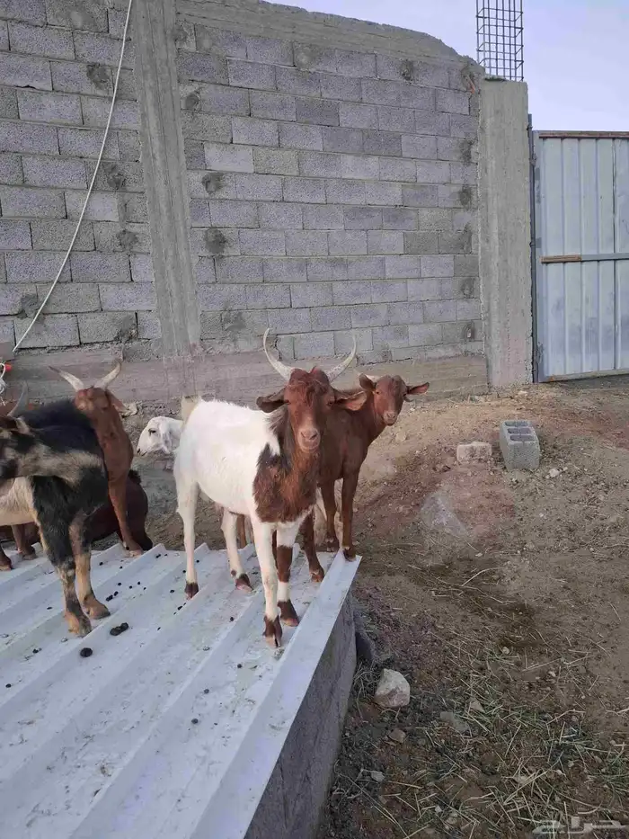 تيوس دهم وحريات 0
