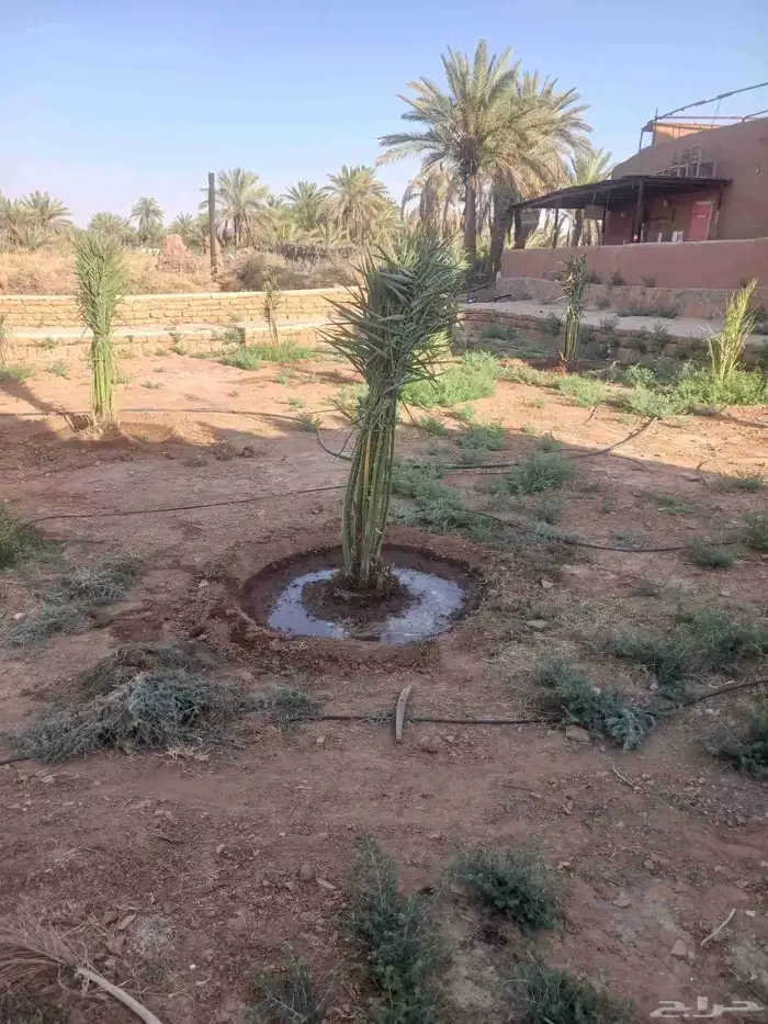 يوجد لدينا جميع انواع النخيل المثمرة وزينه 4