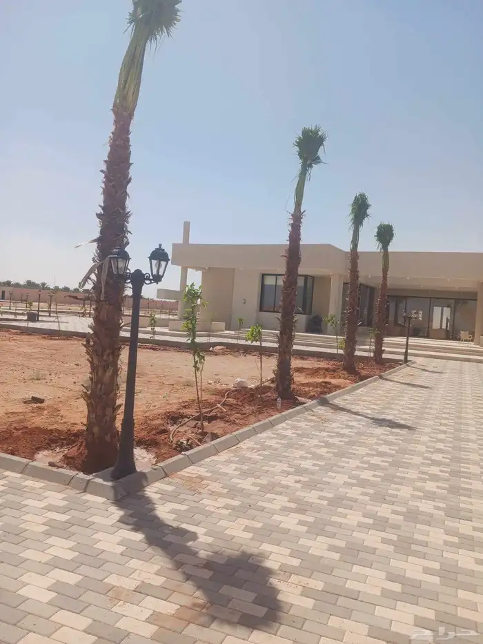 يوجد لدينا جميع انواع النخيل المثمرة وزينه 0