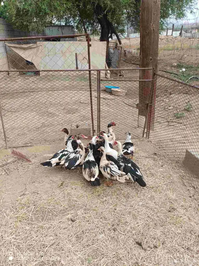 بط بلدي 1