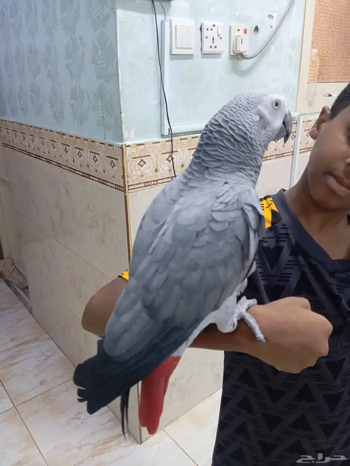 كاسكو اليف متكلم 5