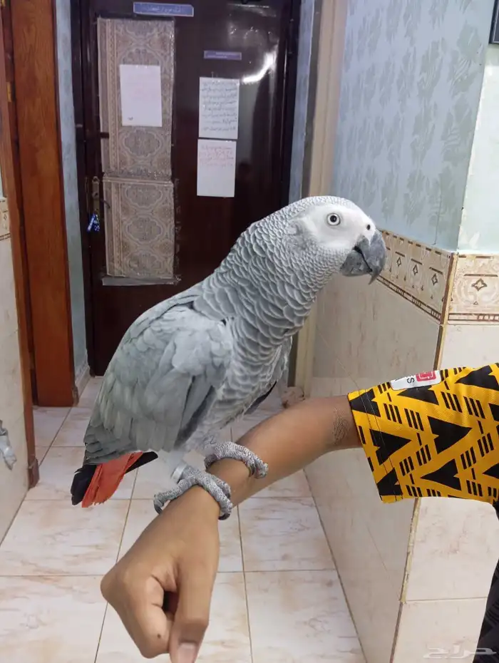 كاسكو اليف متكلم 4
