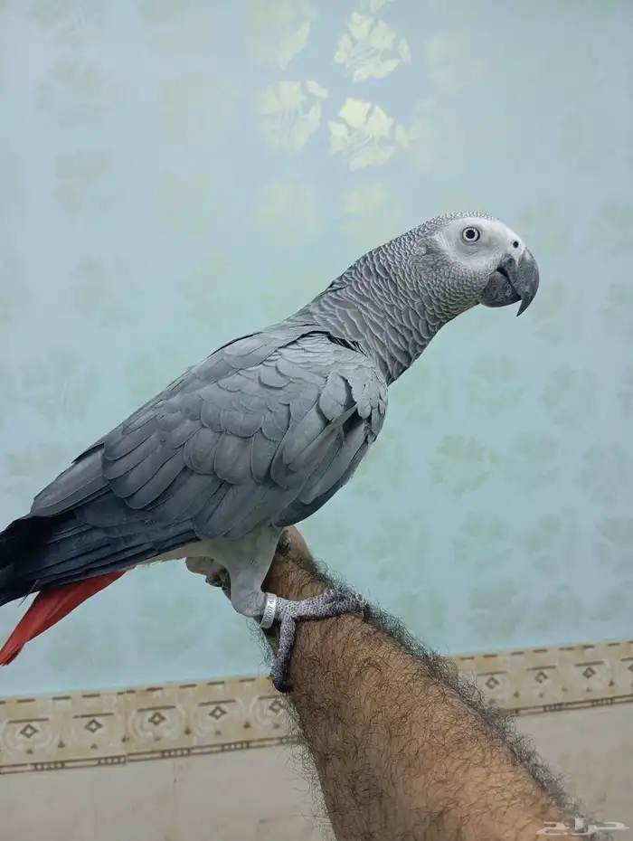 كاسكو اليف متكلم 3