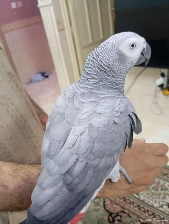 كاسكو اليف متكلم 6