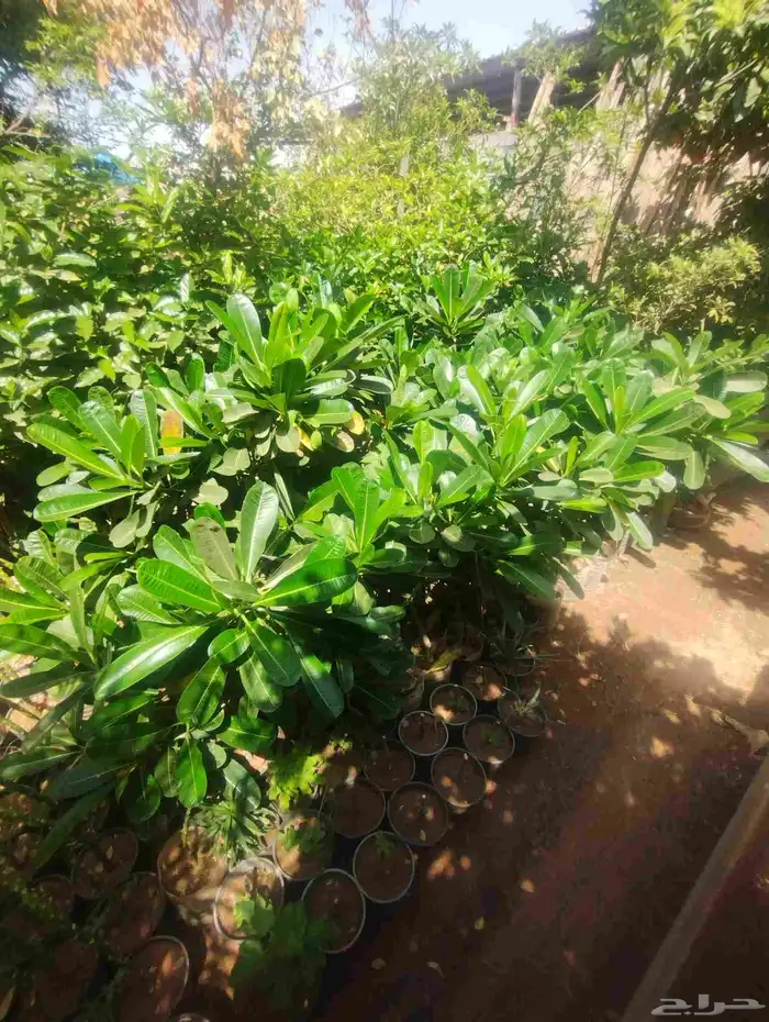 بيع ياسمين هندي جمله 10  فقط نخل ملوكي جمله 80  فقط 0