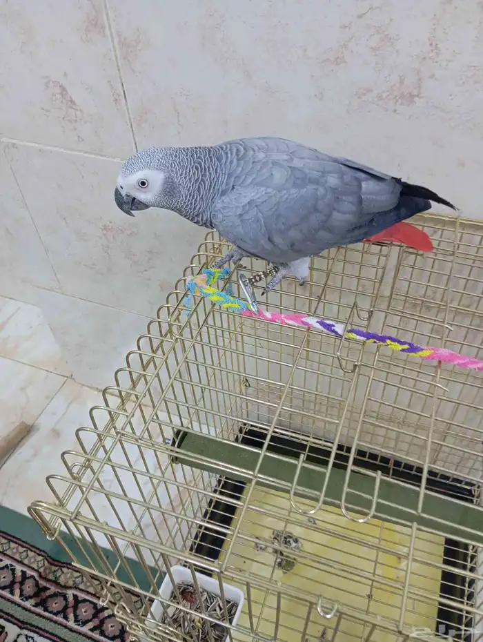 كاسكو اليف متكلم 2
