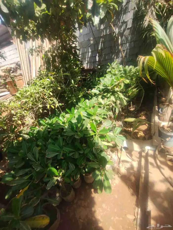بيع ياسمين هندي جمله 10  فقط نخل ملوكي جمله 80  فقط 2