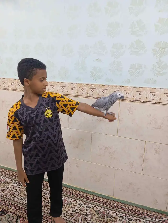 كاسكو اليف متكلم 7