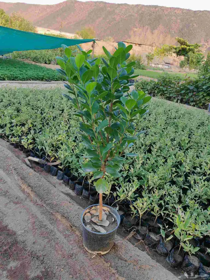 Point of sale for the tree 6