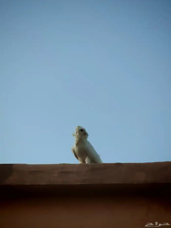 حمام للبيع 2