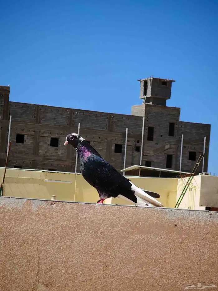 حمام للبيع 8